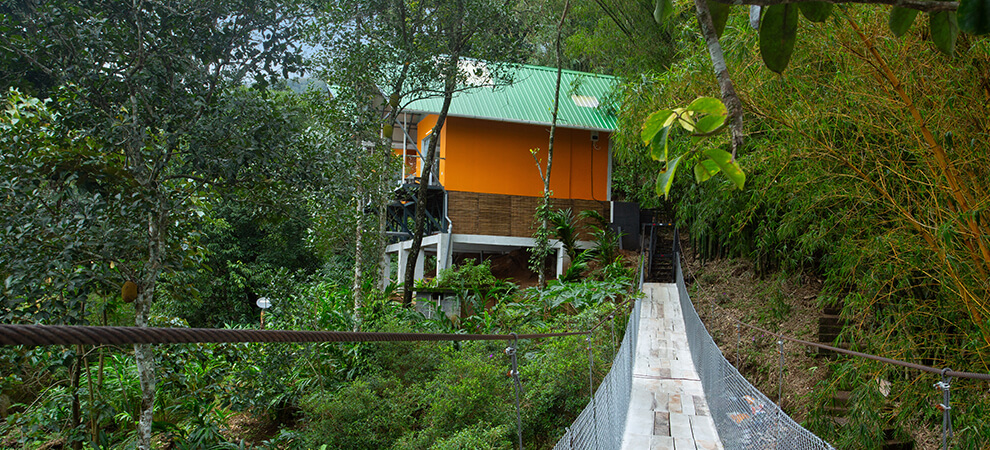 Bamboo Dale