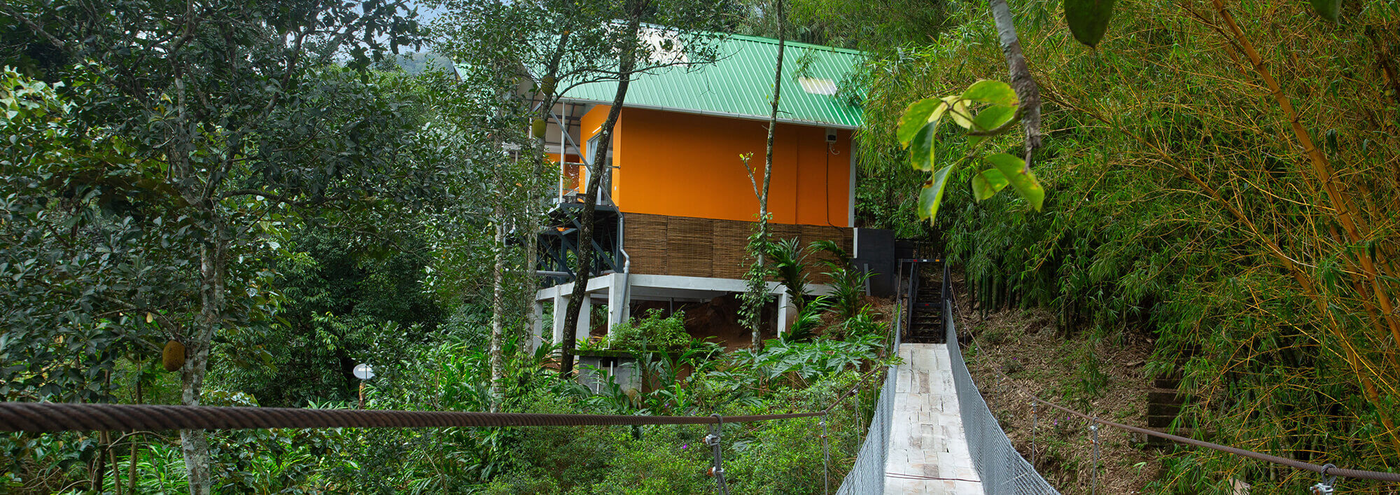 Bamboo Dale