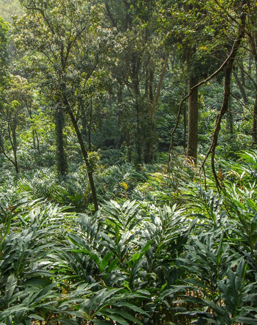 bamboo dale